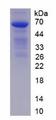 CD274 / B7-H1 / PD-L1 Protein - Recombinant  Programmed Cell Death Protein 1 Ligand 1 By SDS-PAGE