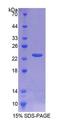CD40 Protein - Recombinant  Tumor Necrosis Factor Receptor Superfamily, Member 5 By SDS-PAGE