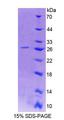 CD48 Protein - Recombinant Signaling Lymphocytic Activation Molecule Family, Member 2 By SDS-PAGE