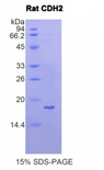 CDH2 / N Cadherin Protein - Recombinant Cadherin, Neuronal By SDS-PAGE