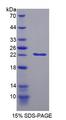 CDKN1A / WAF1 / p21 Protein - Recombinant Cyclin Dependent Kinase Inhibitor 1A By SDS-PAGE