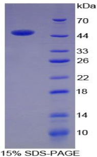 CHGB / Chromogranin B Protein - Recombinant Chromogranin B By SDS-PAGE
