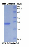 CHRM1 / M1 Protein - Recombinant Cholinergic Receptor, Muscarinic 1 By SDS-PAGE