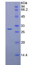 Chymotrypsin C Protein - Recombinant Elastase 4 By SDS-PAGE