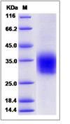 Clec4a2 Protein