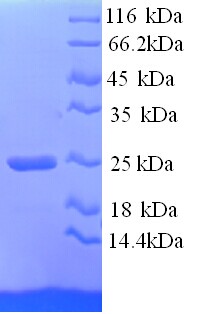 COL1A1 / Collagen I Alpha 1 Protein