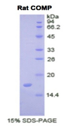COMP / THBS5 Protein - Recombinant Cartilage Oligomeric Matrix Protein By SDS-PAGE
