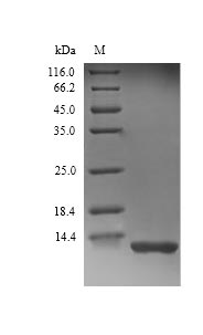Complement C3 Protein - (Tris-Glycine gel) Discontinuous SDS-PAGE (reduced) with 5% enrichment gel and 15% separation gel.