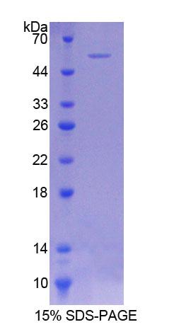 COQ6 Protein - Recombinant  Coenzyme Q6 Homolog, Monooxygenase By SDS-PAGE