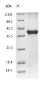 CPA1 / Carboxypeptidase A Protein - (Tris-Glycine gel) Discontinuous SDS-PAGE (reduced) with 5% enrichment gel and 15% separation gel.