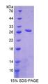 CPA1 / Carboxypeptidase A Protein - Recombinant  Carboxypeptidase A1, Pancreatic By SDS-PAGE