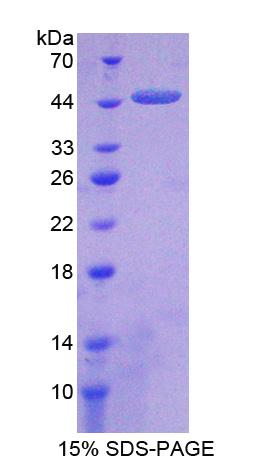 CPA2 Protein - Recombinant  Carboxypeptidase A2, Pancreatic By SDS-PAGE