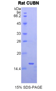 CUBN / Cubilin Protein - Recombinant Cubilin By SDS-PAGE