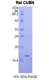 CUBN / Cubilin Protein - Recombinant Cubilin By SDS-PAGE