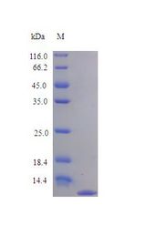 CX3CL1 / Fractalkine Protein