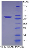 CX3CL1 / Fractalkine Protein - Recombinant Chemokine C-X3-C-Motif Ligand 1 By SDS-PAGE