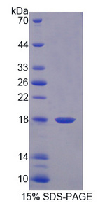 CXCL9 / MIG Protein - Recombinant Monokine Induced By Interferon Gamma By SDS-PAGE