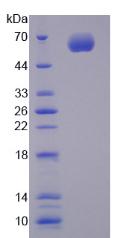 CYP1A1 Protein - Active Cytochrome P450 1A1 (CYP1A1) by SDS-PAGE