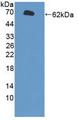 CYP1A1 Protein - Active Cytochrome P450 1A1 (CYP1A1) by WB