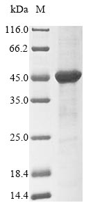 DAO / D Amino Acid Oxidase Protein - (Tris-Glycine gel) Discontinuous SDS-PAGE (reduced) with 5% enrichment gel and 15% separation gel.