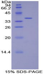 DEFB4A / BD-2 Protein - Recombinant Defensin Beta 2 By SDS-PAGE