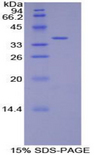 DEFB4A / BD-2 Protein - Recombinant Defensin Beta 2 By SDS-PAGE
