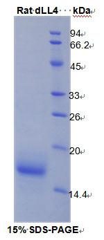 DLL4 Protein - Recombinant Delta Like Protein 4 By SDS-PAGE