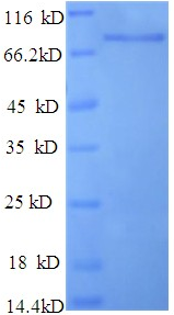 DPP6 / Dipeptidylpeptidase 6 Protein