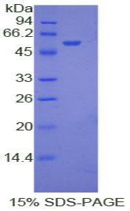 EFNA4 / Ephrin A4 Protein - Recombinant Ephrin A4 By SDS-PAGE