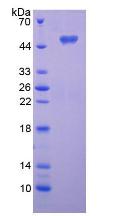 ENPP7 Protein - Recombinant  Alkaline Sphingomyelinase By SDS-PAGE