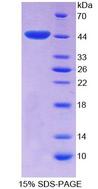 EP300 / p300 Protein - Recombinant  E1A Binding Protein P300 By SDS-PAGE