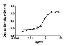 EPO / Erythropoietin Protein - TF-1 cell proliferation induced by rat EPO.