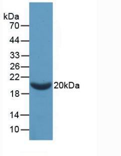 F2 / Prothrombin / Thrombin Protein - Active Coagulation Factor II (F2) by WB