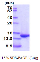 FABP1 / L-FABP Protein