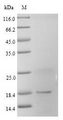 FABP3 / H-FABP Protein - (Tris-Glycine gel) Discontinuous SDS-PAGE (reduced) with 5% enrichment gel and 15% separation gel.