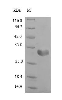 FABP3 / H-FABP Protein - (Tris-Glycine gel) Discontinuous SDS-PAGE (reduced) with 5% enrichment gel and 15% separation gel.