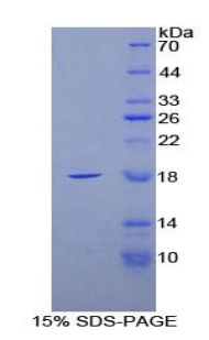 FABP4 / AP2 Protein - Recombinant Fatty Acid Binding Protein 4, Adipocyte By SDS-PAGE