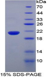 FAT10 / UBD Protein - Recombinant Ubiquitin D By SDS-PAGE