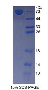 FDPS Protein - Recombinant Farnesyl Diphosphate Synthase By SDS-PAGE