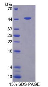 FEZ2 Protein - Recombinant Fasciculation And Elongation Protein Zeta 2 (FEz2) by SDS-PAGE