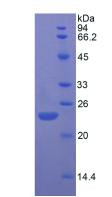 FGF13 Protein - Active Fibroblast Growth Factor 13 (FGF13) by SDS-PAGE