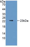 FGF13 Protein - Active Fibroblast Growth Factor 13 (FGF13) by WB