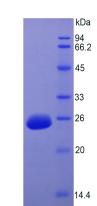 Fgf15 Protein - Recombinant  Fibroblast Growth Factor 15 By SDS-PAGE