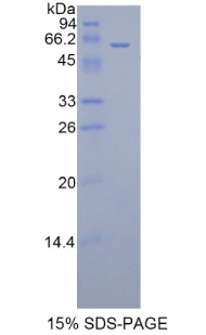 FGL1 / Hepassocin Protein - Recombinant Fibrinogen Like Protein 1 By SDS-PAGE