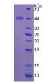 FMOD / Fibromodulin Protein - Recombinant Fibromodulin By SDS-PAGE