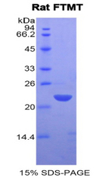 FTMT / MTF Protein - Recombinant Ferritin, Mitochondrial By SDS-PAGE