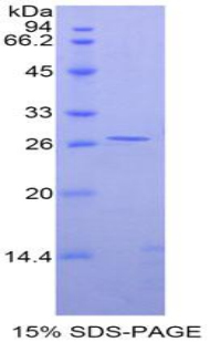 GATA4 Protein - Recombinant GATA Binding Protein 4 By SDS-PAGE