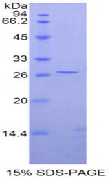 GATA4 Protein - Recombinant GATA Binding Protein 4 By SDS-PAGE