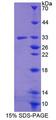 GBP5 Protein - Recombinant Guanylate Binding Protein 5 (GBP5) by SDS-PAGE