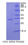 GCLC Protein - Recombinant Glutamate Cysteine Ligase, Catalytic By SDS-PAGE